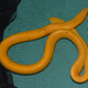 Imagen: Brooke L. Bessesen, Gary J. Galbreath/ZooKeys